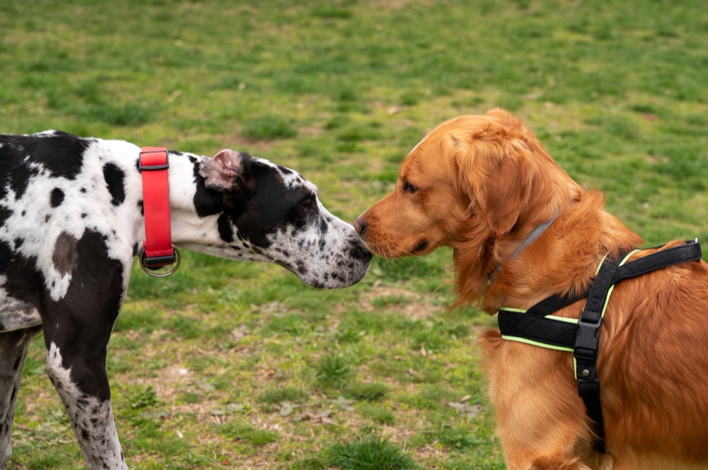 A black and white Great Dane with a red collar and a golden retriever with a harness are facing each other on grass, offering a perfect scene for reading dog behaviour.
