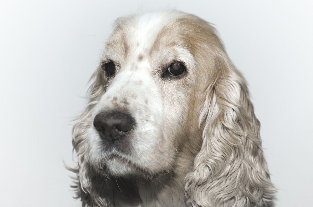 A close-up of an English Cocker Spaniel, showcasing its light brown and white coat and distinctive long, wavy ears against a plain white background—an ideal image for any breed profile.