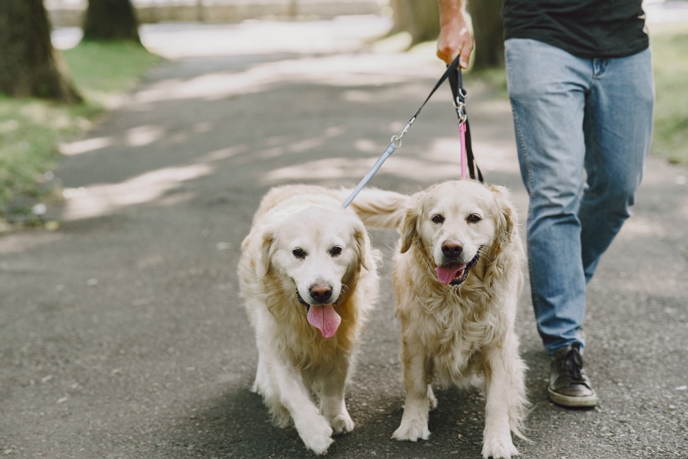 Person walking two golden retrievers on leashes in a park, with trees and sunlight visible in the background, while attentively reading dog behaviour to ensure a pleasant stroll.