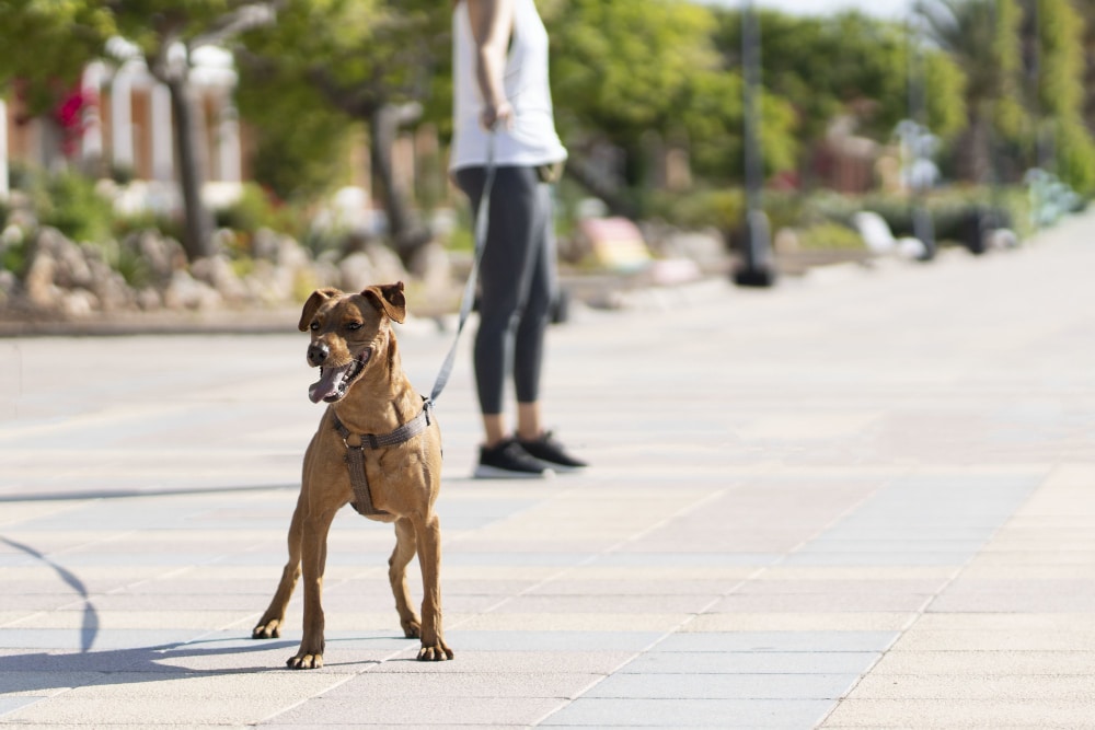 A brown dog on a leash stands alert on a paved walkway, with a person in athletic wear holding the leash in the background.