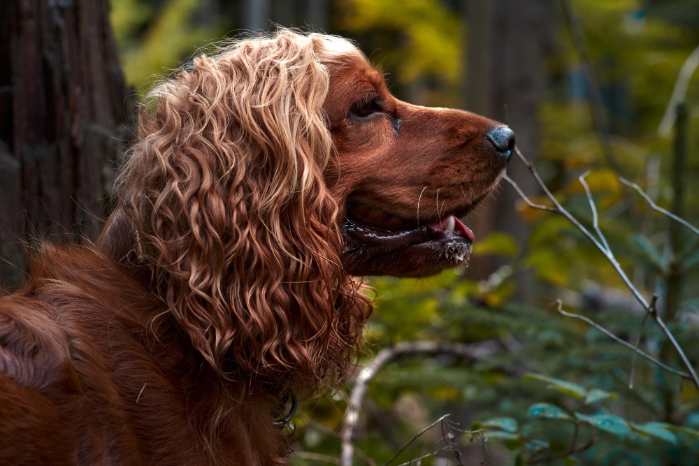 A brown, long-haired dog with wavy fur stands outdoors in a forested area, facing to the right with its mouth slightly open—an excellent example of the English Cocker Spaniel breed profile.