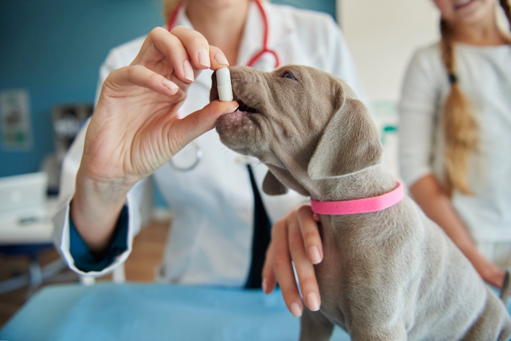 A veterinarian gives a pill to a gray puppy wearing a pink collar, ensuring the pup’s health and monitoring for conditions like dog hypertension, while a person stands nearby in the background.