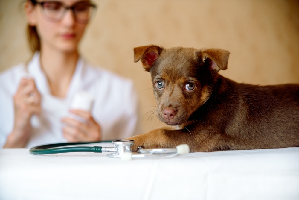 A brown puppy lies on a table next to a stethoscope, with a person in a white coat blurred in the background, illustrating the importance of checking for normal dog blood pressure during veterinary visits.