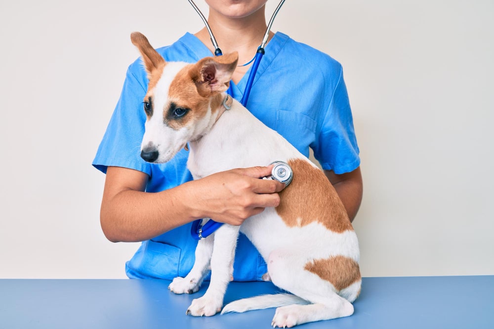 A veterinarian in blue scrubs uses a stethoscope to examine a small white and brown dog sitting on an exam table, carefully checking for signs of normal dog blood pressure or potential concerns like dog hypertension.