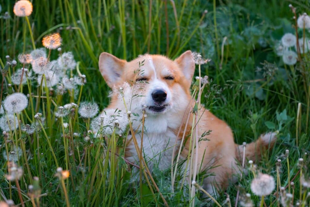 A corgi sitting among tall grass and dandelions with its eyes closed, a common scene for owners managing insurance claims for pet allergies in spring.