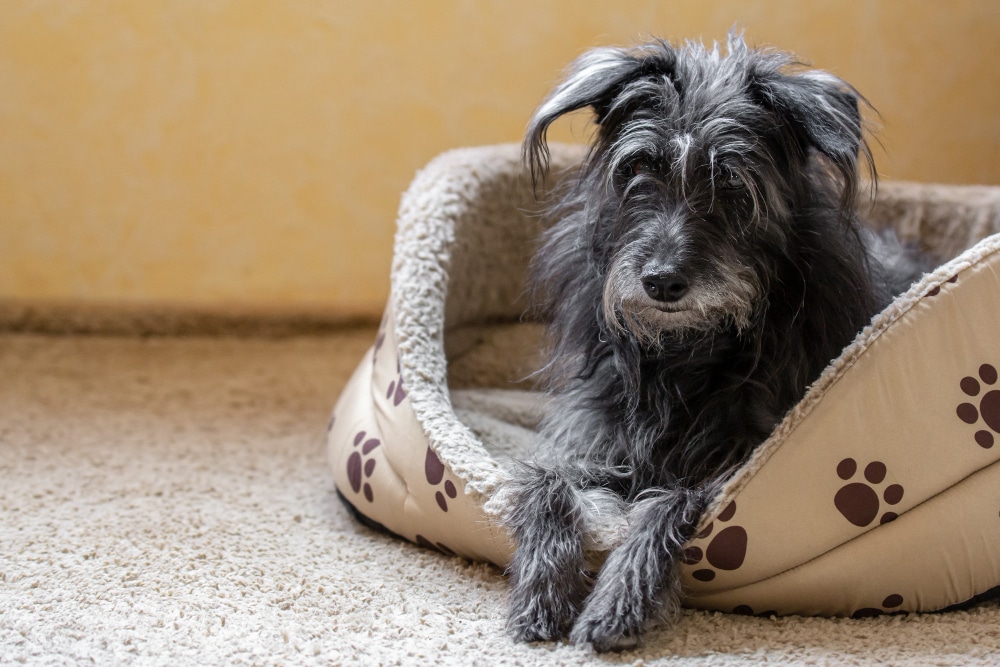 A scruffy senior dog rests in a beige bed decorated with a brown paw-print pattern.