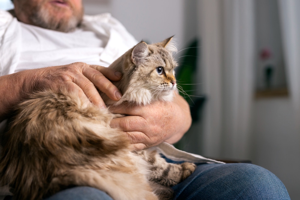 An older man holds a fluffy cat of an advanced pet age in his lap.