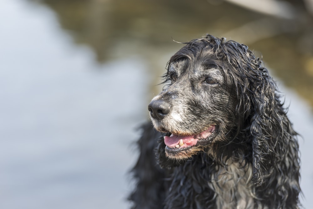 A wet, dark-colored senior dog stands near water, a reminder to consider pet insurance for your aging companion.