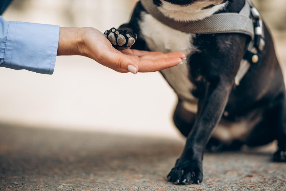 A person’s hand holds the paw of a dog in a harness, symbolizing support for those seeking pet abuse help.