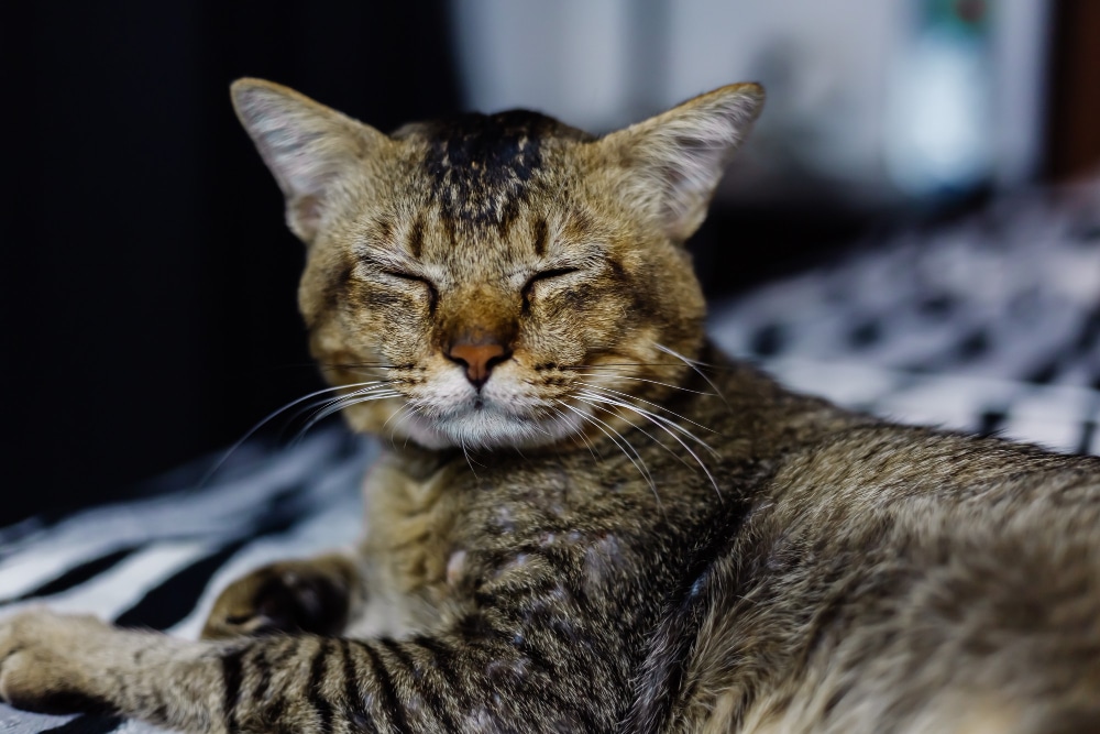 A brown tabby cat lying down with its eyes closed, resting as peacefully as a pet insurance policy might promise.