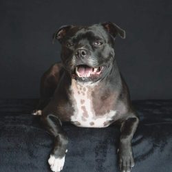 A black dog with white markings on its chest and paws is lying on a black surface against a dark background, looking at the camera with its mouth open—ready to celebrate Birthday Paws with pet parents!.