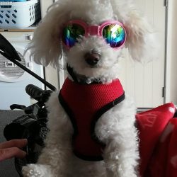 A small white dog wearing a red harness and reflective sunglasses sits in a basket indoors, ready to celebrate PDTurns5 with fellow pet parents.