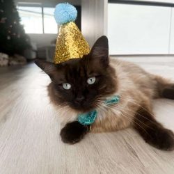 A cat with blue eyes lies on a wooden floor, wearing a gold party hat with a blue pom-pom and matching bow tie—ready to celebrate Birthday Paws in style.