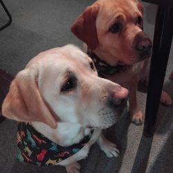 Two yellow Labrador retrievers sit side by side indoors, looking attentively in the same direction; one dog wears a colorful bandana, ready to celebrate with Pet Parents for PDTurns5.