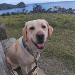 A yellow Labrador retriever on a leash sits on a wooden bench outdoors, with grassy hills, the ocean in the background, and Pet Parents nearby celebrating Birthday Paws.
