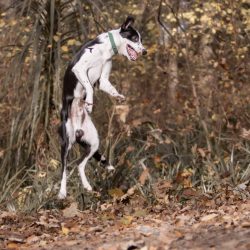 A black and white dog with a green collar is captured mid-jump outdoors on a forest floor covered with dry leaves, celebrating Birthday Paws as excited Pet Parents watch the joyful moment.