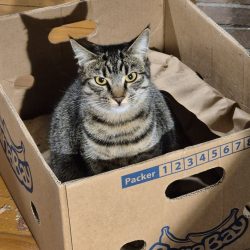 A tabby cat sits inside a cardboard box labeled "BanaBay" on a wooden floor, looking directly at the camera—perfect for Pet Parents celebrating Birthday Paws or joining in the PDTurns5 fun!.