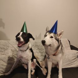 Two dogs wearing party hats sit on a couch, ready to celebrate PDTurns5; the black and white dog sports a green hat, while the gray and white pup with pet parents is festive in blue. Birthday Paws are in the air!.