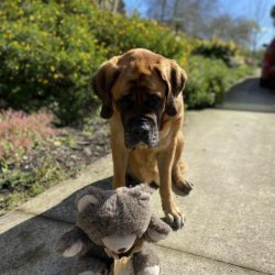 A large brown dog sits on a sunlit sidewalk, looking down at a gray teddy bear with a paper bag at its feet. Bushes and trees frame the scene, as Pet Parents celebrate this special moment.