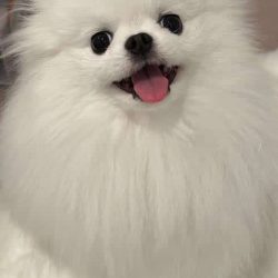 A fluffy white Pomeranian dog sits on a light surface, looking at the camera with its mouth open and tongue out—ready to celebrate with fellow Pet Parents for #PDTurns5 and Birthday Paws fun!.
