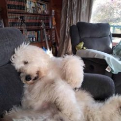A fluffy white dog lounges on a gray armchair in a cozy room with bookshelves, guitars, and another armchair in the background, ready to celebrate Birthday Paws with fellow Pet Parents.
