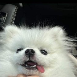 A fluffy white dog with its tongue out lies on its back, being gently held under the chin by a hand—pure joy for Pet Parents celebrating special moments like Birthday Paws.