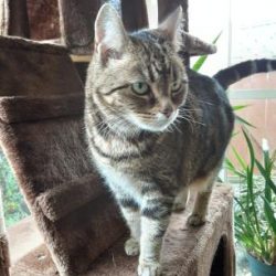 A tabby cat with green eyes stands on a brown cat tree near a window, celebrating Birthday Paws while pet parents admire the plants in the background.
