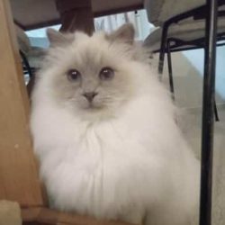 A fluffy white and grey cat with blue eyes sits under a wooden table, looking directly at the camera—ready to charm all pet parents on this special PDTurns5 celebration.