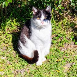 A black and white cat sits on grass in a sunny outdoor area with green plants in the background, ready to celebrate Birthday Paws with fellow pet parents.