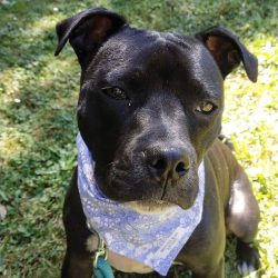 A black dog with a white bandana sits on grass in sunlight, looking directly at the camera—ready to celebrate PDTurns5 with fellow Pet Parents.